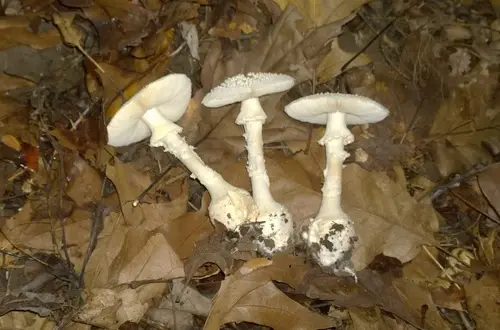 American Abrupt-Bulbed Lepidella (Amanita abrupta), photo