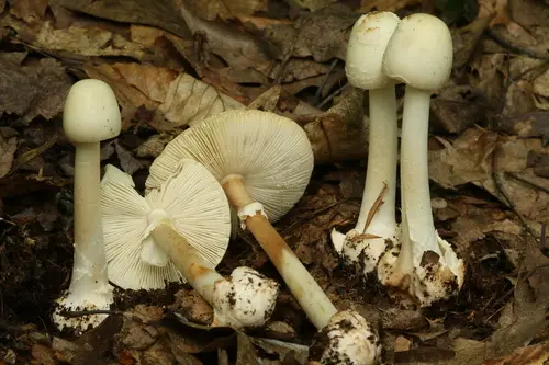 White American Star-Footed Amanita (Amanita aestivalis), photo