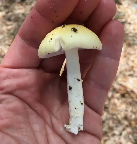 The Bookbinder Amanita (Amanita agglutinata), photo