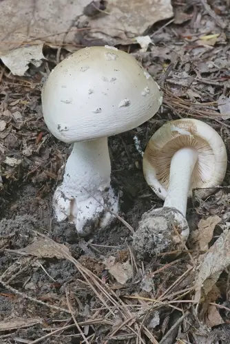 Ringless Panther (Amanita albocreata), photo
