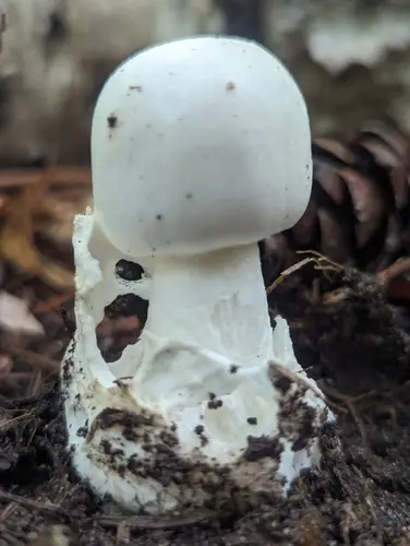 Amanita amerivirosa (Amanita amerivirosa), photo