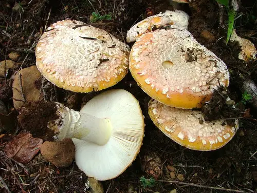 Sunshine Amanita (Amanita aprica), photo