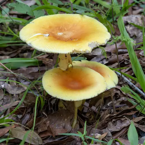 Arkansas Slender Caesar (Amanita arkansana), photo