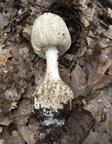 Atkinson's Lepidella (Amanita atkinsoniana), photo