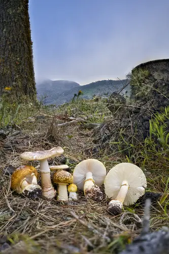 Majestic Amanita (Amanita augusta), photo