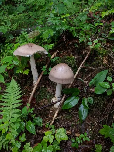 Aalto's Great Ringless Amanita (Amanita battarrae), photo