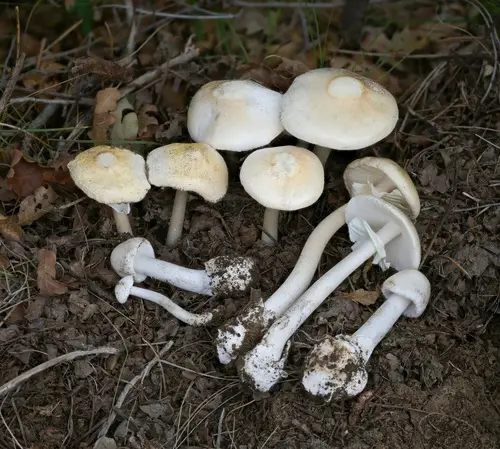 Destroying Angel (Amanita bisporigera), photo