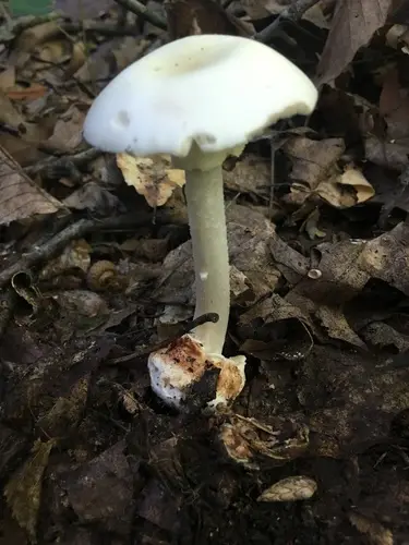 Brown American Star-Footed Amanita (Amanita brunnescens), photo
