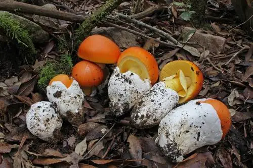 Caesar (Amanita caesarea), photo