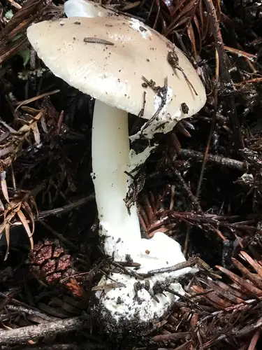 Candlestick Amanita (Amanita calyptratoides), photo