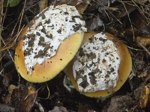 Ballen's American Caesar (Amanita calyptroderma), photo