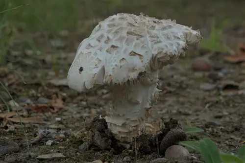 Golden Threads Lepidella (Amanita canescens), photo