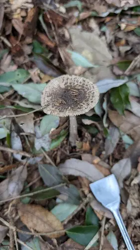 Cecilia's Ringless Amanita (Amanita ceciliae), photo