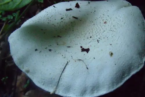Chlorine Lepidella (Amanita chlorinosma), photo