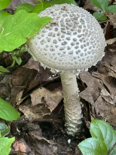 Gray Rags Lepidella (Amanita cinereopannosa), photo