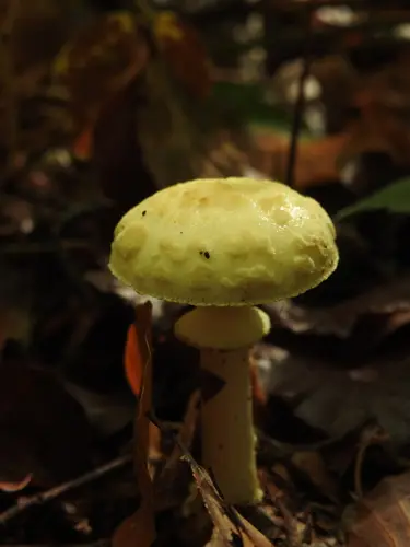 False Deathcap (Amanita citrina), photo