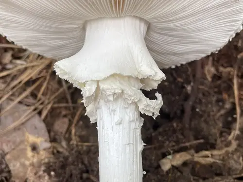 Coker's Amanita (Amanita cokeri), photo