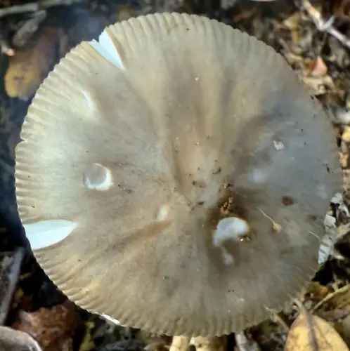Constricted Grisette (Amanita constricta), photo