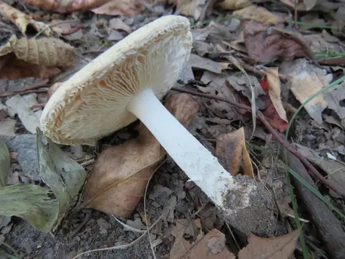 Poison Champagne Amanita (Amanita crenulata), photo