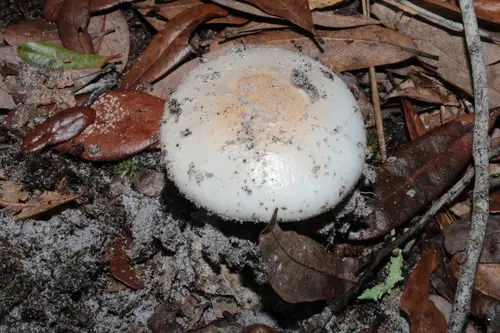 Narrowest-Spored Limbed Lepidella (Amanita cylindrispora), photo