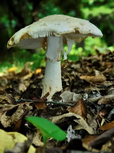 Carrot-Footed Lepidella (Amanita daucipes), photo
