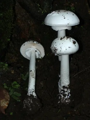 Atkinson's Destroying Angel (Amanita elliptosperma), photo