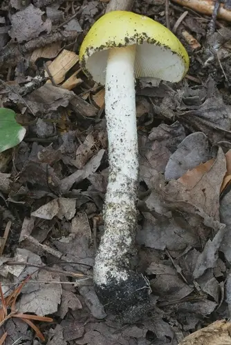 Peck's Yellow Dust Amanita (Amanita elongata), photo
