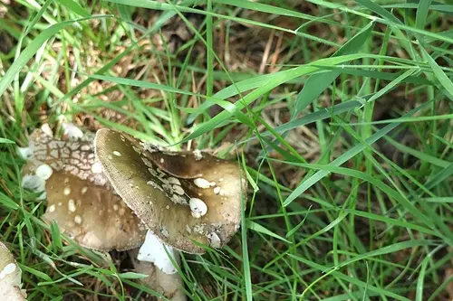 Grey Spotted Amanita (Amanita excelsa), photo