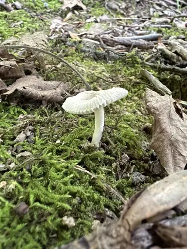 American Floury Amanita (Amanita farinosa), photo