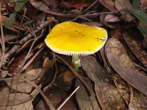 Murrill's Yellow Dust Amanita (Amanita flavivolva), photo