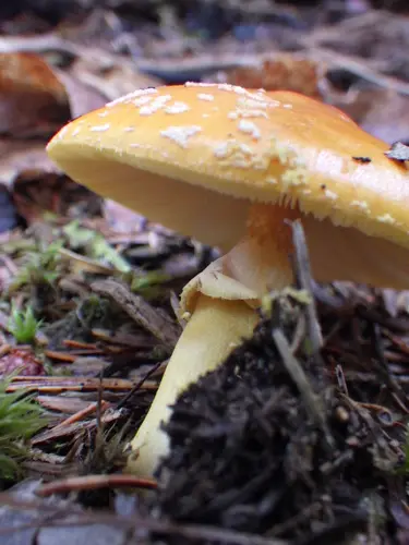 Yellow Patches (Amanita flavoconia), photo
