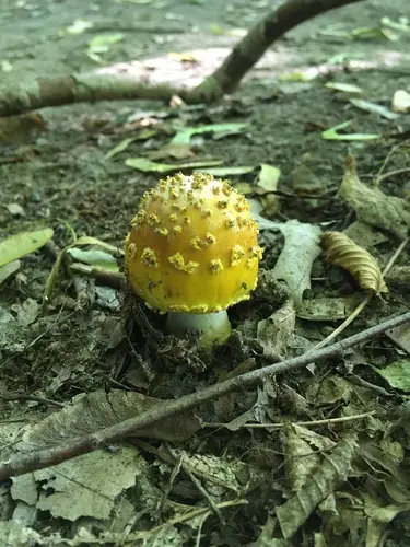 Yellow American Blusher (Amanita flavorubens), photo