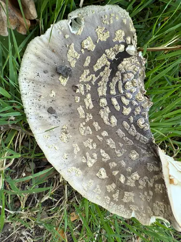 Franchet's Amanita (Amanita franchetii), photo