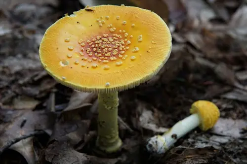 Frost's Amanita (Amanita frostiana), photo