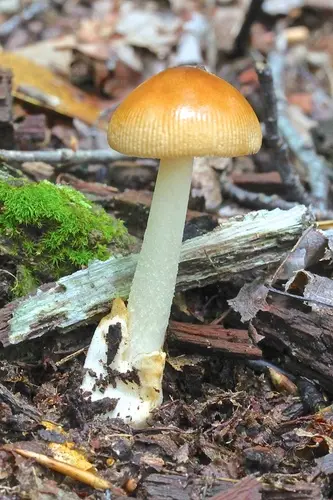 Tawny Grisette (Amanita fulva), photo