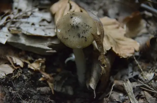 Amanita Sect. Lepidella (Amanita fuscozonata), photo