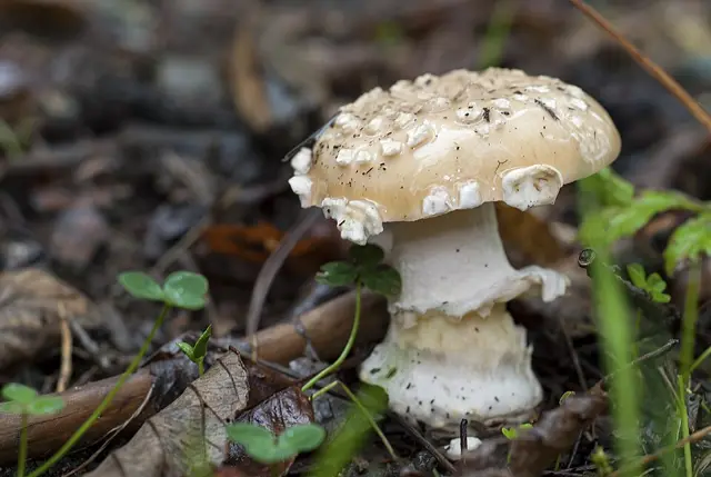 Jewelled Amanita (Amanita gemmata), photo