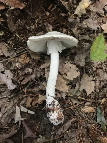 Pink-Gilled Destroying Angel (Amanita hygroscopica), photo