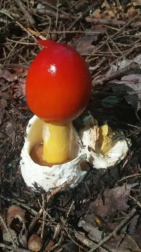 American Caesar's Mushroom (Amanita jacksonii), photo