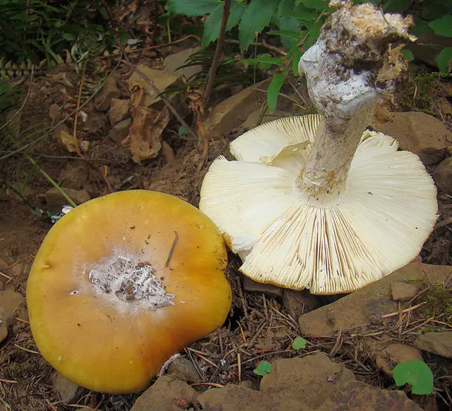 Amanita lanei (Amanita lanei), photo