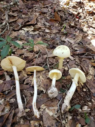 Coker's Lavender Staining Amanita (Amanita lavendula), photo