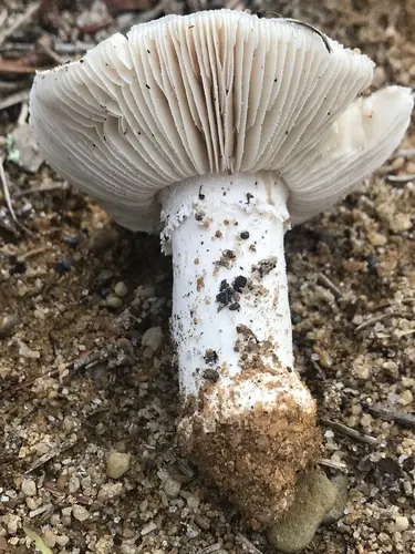 Bas' Limbed Lepidella (Amanita limbatula), photo