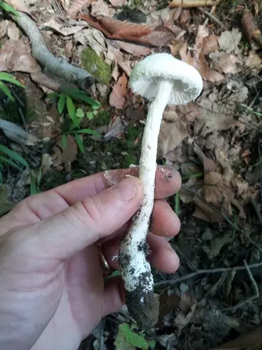 Dog-Legged Lepidella (Amanita longipes), photo