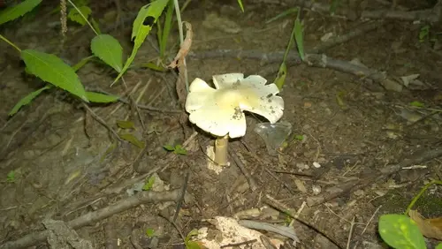 Great Felt Skirt Destroying Angel (Amanita magnivelaris), photo