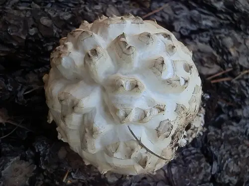 Great Pine Jewel (Amanita magniverrucata), photo