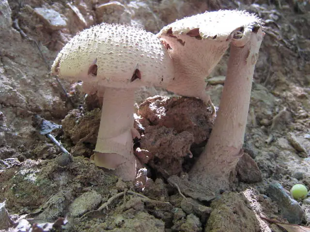 Small-Scaled Lepidella (Amanita microlepis), photo