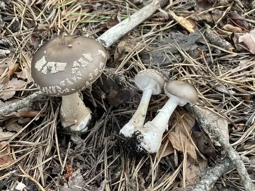 Morris' Amanita (Amanita morrisii), photo