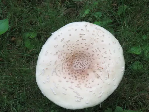 Small Funnel-Veil Amanita (Amanita multisquamosa), photo