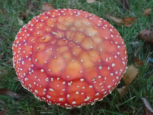 Fly Agaric (Amanita muscaria), photo
