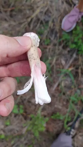 Anise And Raspberry Limbed-Lepidella (Amanita mutabilis), photo